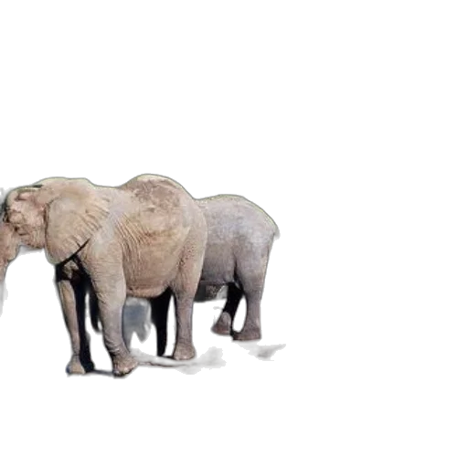 animal, creature, 3d render, concept art transparent PNG cut-out