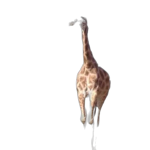 animal, creature, staff, umbrella transparent PNG cut-out