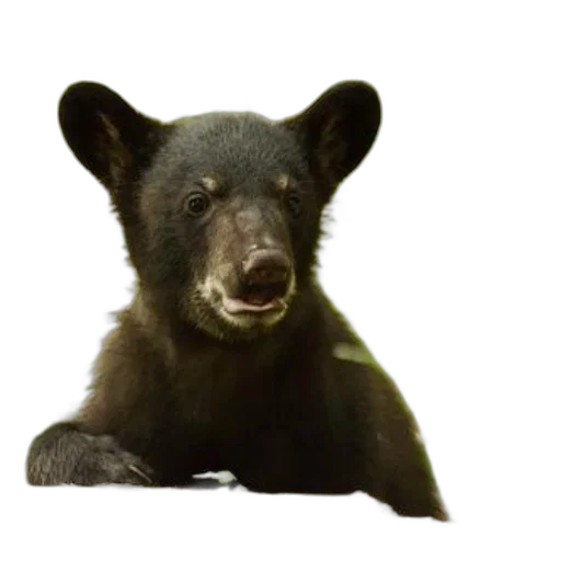 animal, creature, staff, black transparent PNG cut-out
