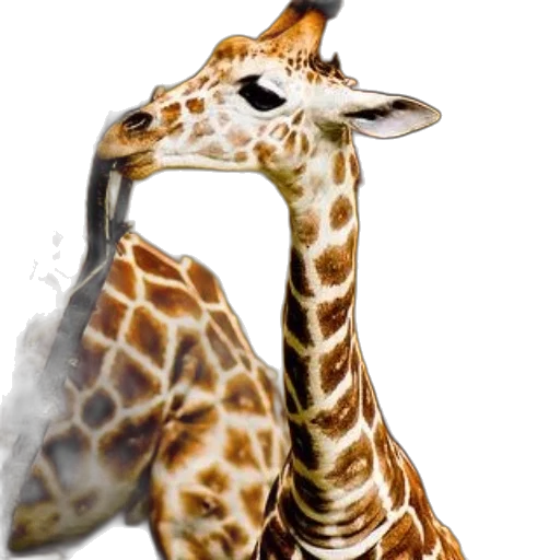 animal, creature, staff, face transparent PNG cut-out