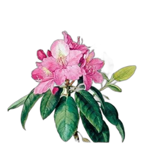 flower, crown, jewelry, staff transparent PNG cut-out