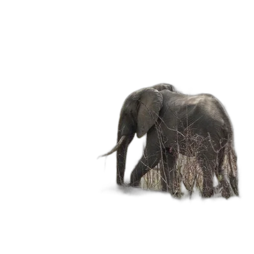 animal, creature, hair, umbrella transparent PNG cut-out