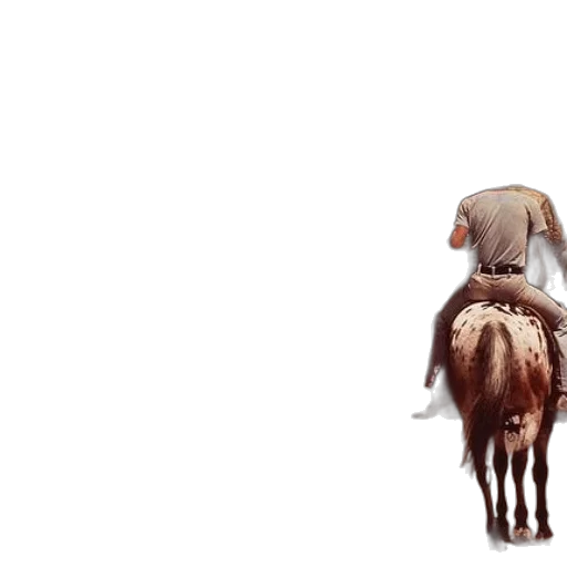 animal, creature, hair, hat transparent PNG cut-out