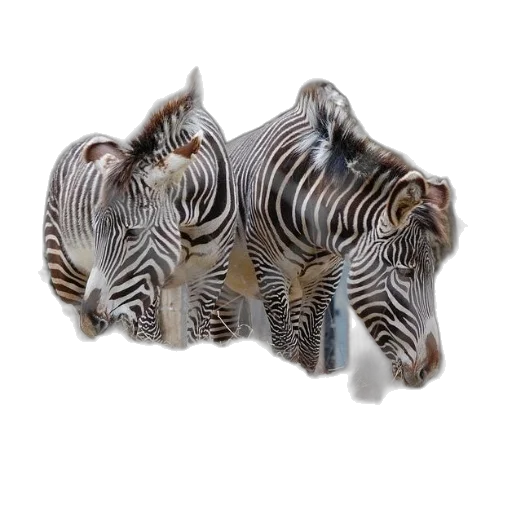 jewelry, animal, crown, furniture transparent PNG cut-out