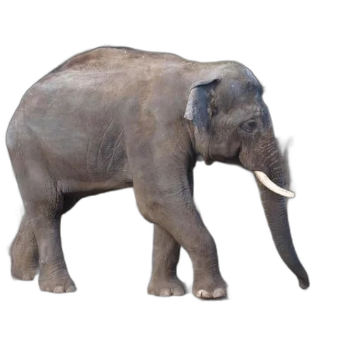 animal, creature, staff, weapon transparent PNG cut-out