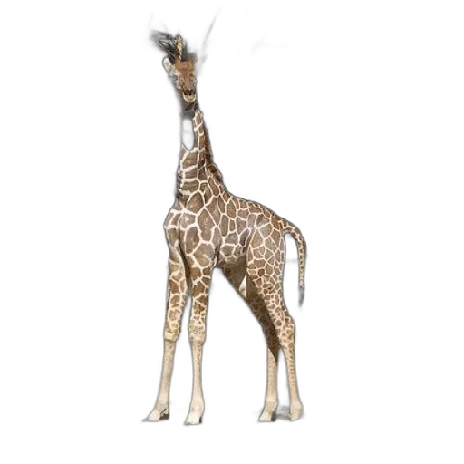 animal, creature, staff, jewelry transparent PNG cut-out