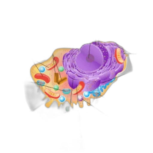 jewelry, crown, flower, umbrella transparent PNG cut-out