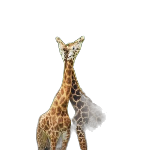 animal, creature, staff, hat transparent PNG cut-out