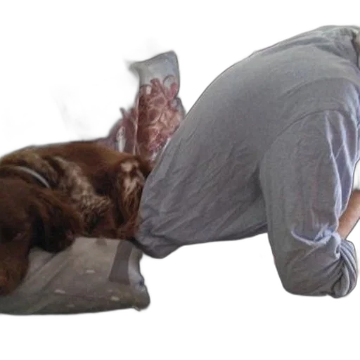 staff, furniture, animal, shoes transparent PNG cut-out