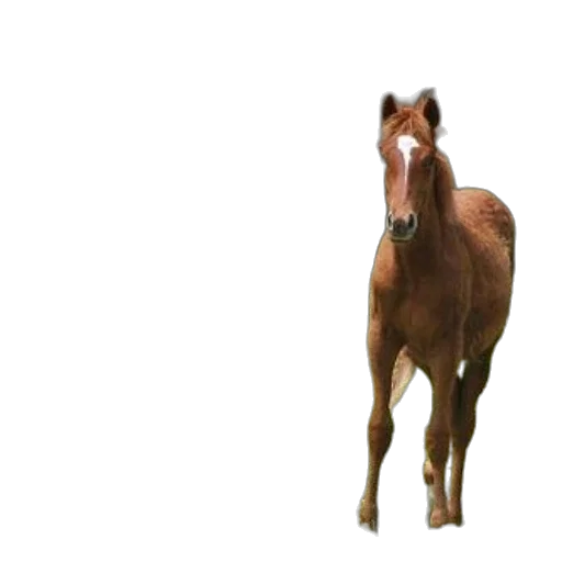 animal, creature, staff, hat transparent PNG cut-out