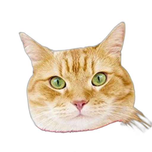 hat, animal, face, crown transparent PNG cut-out