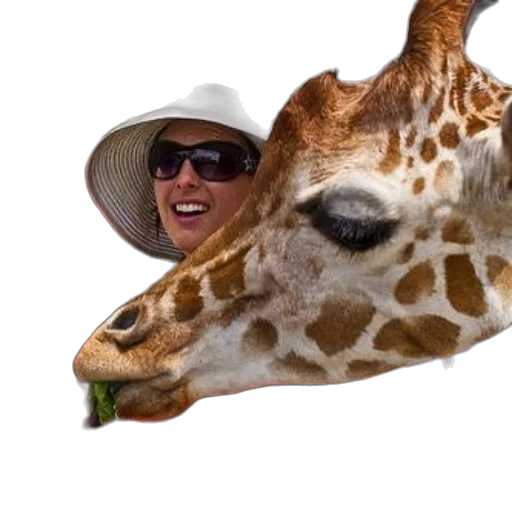 animal, hat, creature, face transparent PNG cut-out