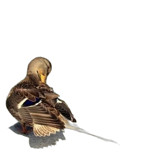 sword, animal, weapon, staff transparent PNG cut-out