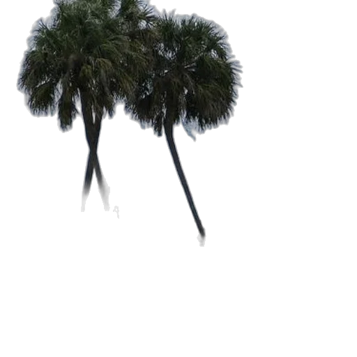 umbrella, tree, hat, hair transparent PNG cut-out