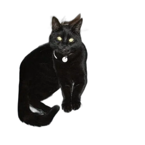 animal, staff, creature, photorealistic transparent PNG cut-out