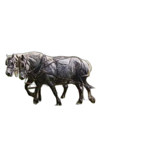 animal, furniture, jewelry, creature transparent PNG cut-out
