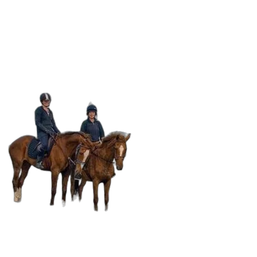 hat, animal, jacket, staff transparent PNG cut-out