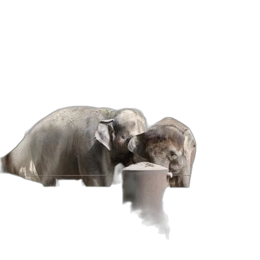 animal, creature, 3d render, concept art transparent PNG cut-out