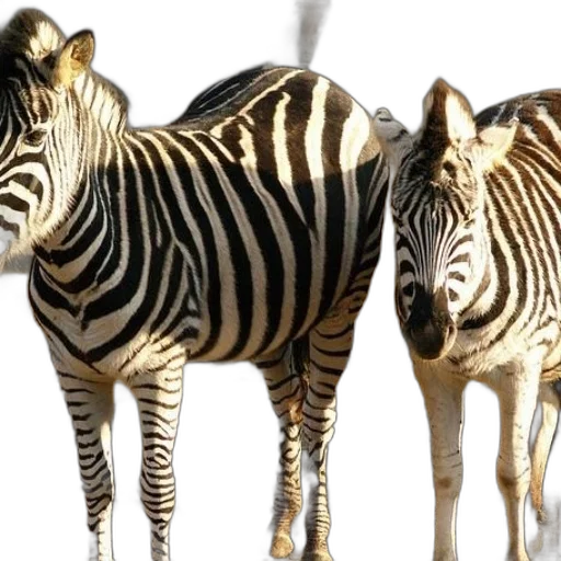 animal, creature, 3d render, photorealistic transparent PNG cut-out