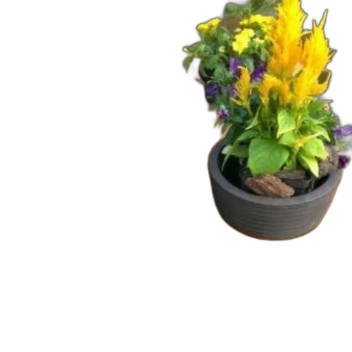 flower, crown, staff, hat transparent PNG cut-out