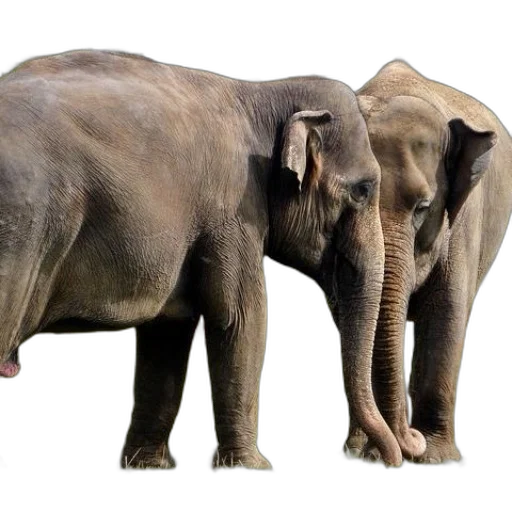 animal, creature, photorealistic, concept art transparent PNG cut-out