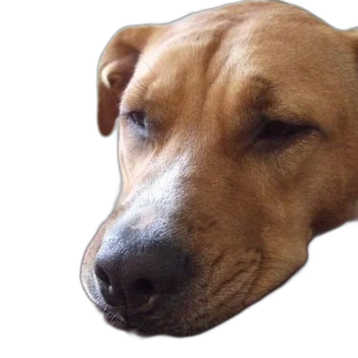 animal, face, creature, staff transparent PNG cut-out
