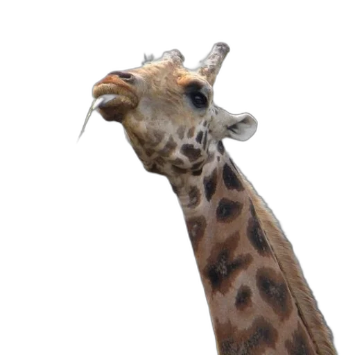 animal, staff, creature, face transparent PNG cut-out