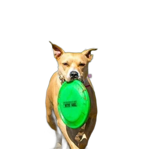 staff, animal, umbrella, jewelry transparent PNG cut-out