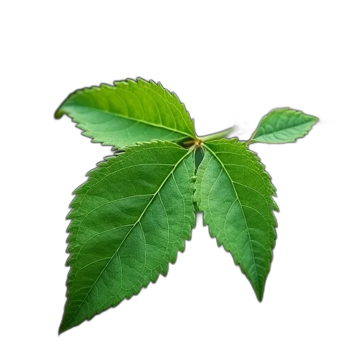 tree, staff, food, crown transparent PNG cut-out