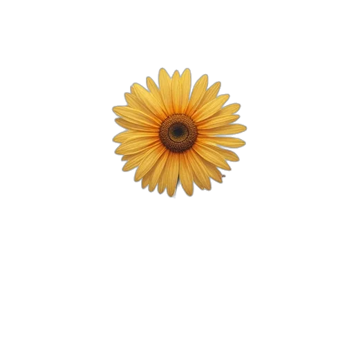 flower, crown, jewelry, dress transparent PNG cut-out