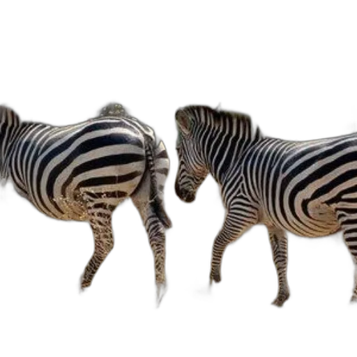 animal, jewelry, creature, furniture transparent PNG cut-out