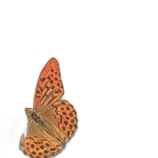 jewelry, animal, crown, flower transparent PNG cut-out