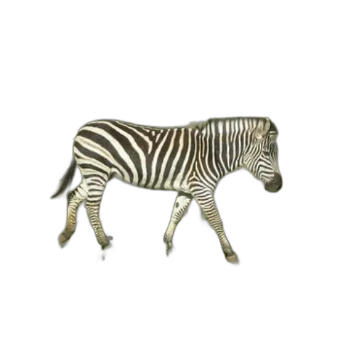 animal, creature, furniture, jewelry transparent PNG cut-out