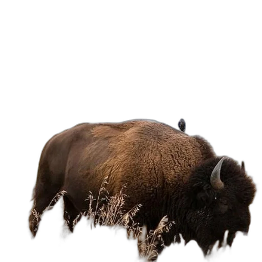 animal, creature, hair, weapon transparent PNG cut-out