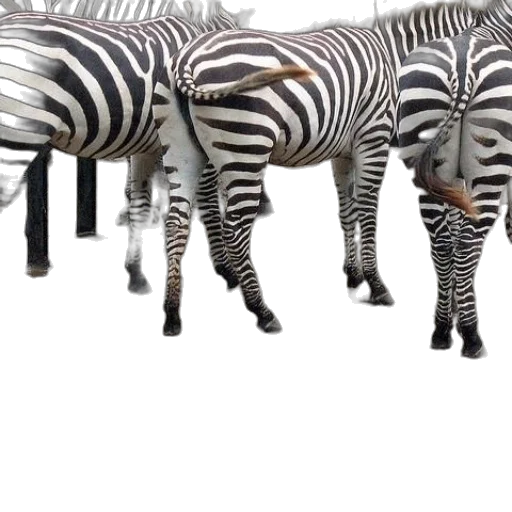 animal, creature, shoes, hat transparent PNG cut-out