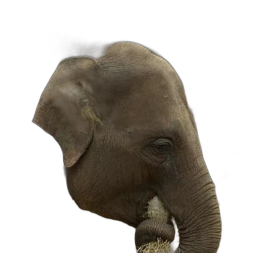 animal, mask, face, hat transparent PNG cut-out