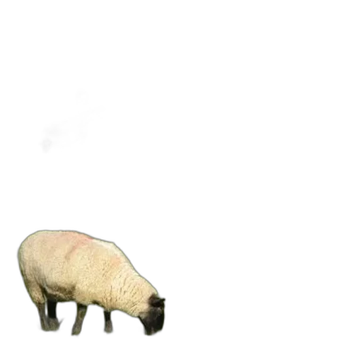 animal, creature, furniture, food transparent PNG cut-out