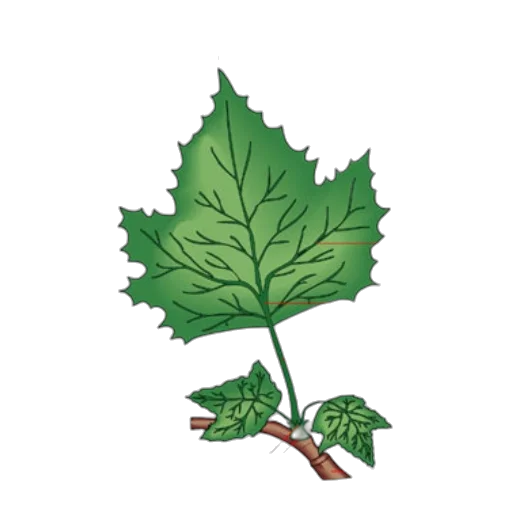 tree, crown, staff, concept art transparent PNG cut-out