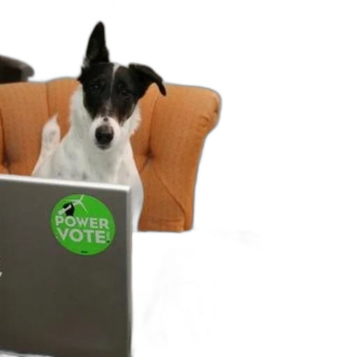 staff, dog, sits, behind transparent PNG cut-out