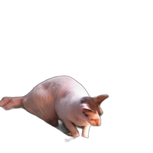 animal, creature, dragon, food transparent PNG cut-out