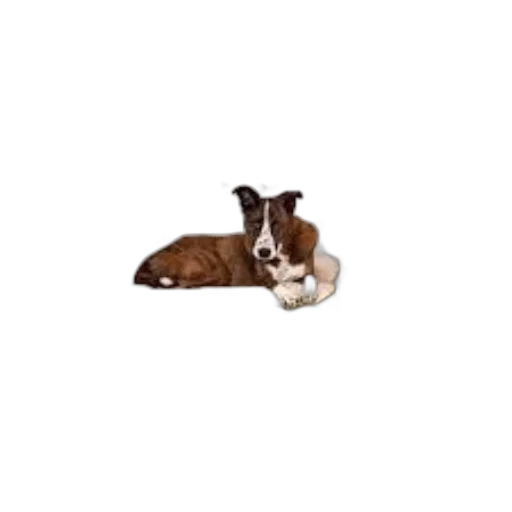 animal, creature, furniture, staff transparent PNG cut-out