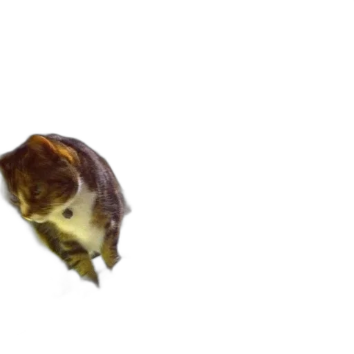 animal, creature, hair, face transparent PNG cut-out