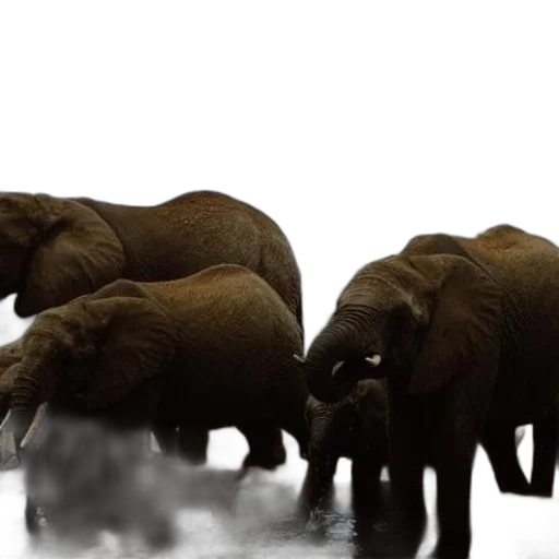 animal, concept art, photorealistic, 3d render transparent PNG cut-out
