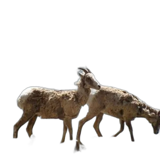 animal, 3d render, concept art, two transparent PNG cut-out