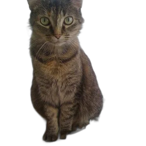 animal, staff, creature, face transparent PNG cut-out