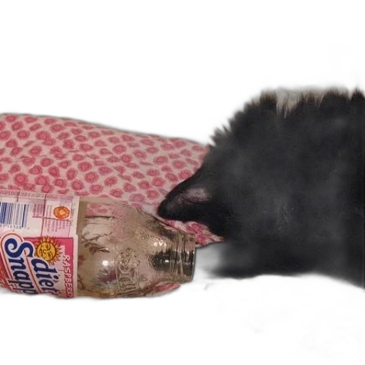 food, animal, creature, hair transparent PNG cut-out