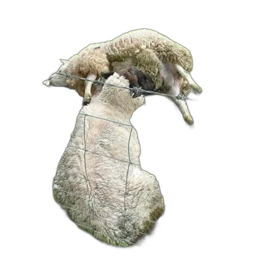 animal, hat, hair, creature transparent PNG cut-out