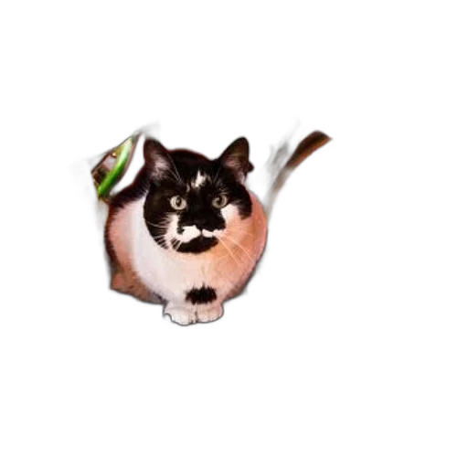 animal, creature, staff, hat transparent PNG cut-out