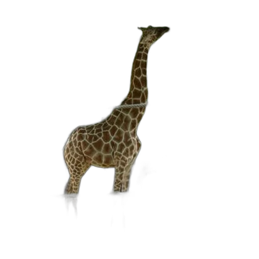 animal, creature, staff, hat transparent PNG cut-out