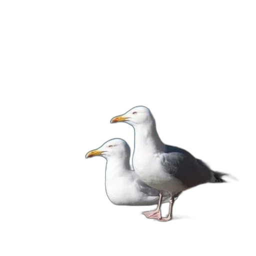 animal, food, creature, shoes transparent PNG cut-out